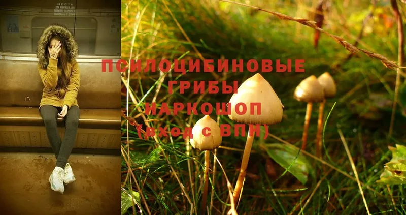 где купить наркоту  Ак-Довурак  ссылка на мегу вход  Псилоцибиновые грибы MAGIC MUSHROOMS 